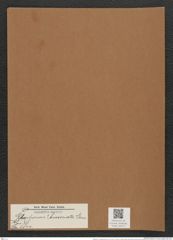 Rhaphoneis ? bisseriata [sic] Grun. (de-Toni-Nr.: Genus 78, Species 2844) Zeichnungen Sammlung Grunow Mappe 03010 (Herbarium_W_Grunow_drawings_Folder_03010)